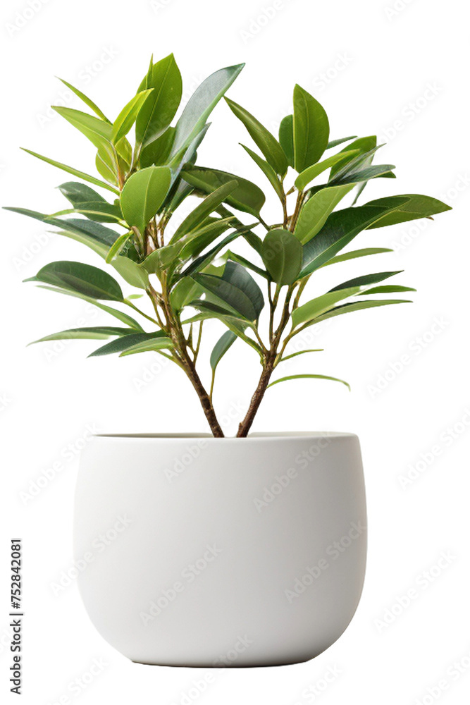 Ficus in a pot Ficus in a pot