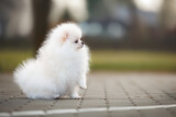 cute pomeranian spitz puppy sitting outdoors, side view