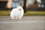 cute white pomeranian spitz puppy standing outdoors with paw up