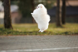funny white pomeranian spitz puppy jumping up in the air outdoors