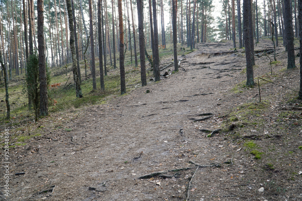 Obraz premium Footpath in Kampinos Forest, Poland