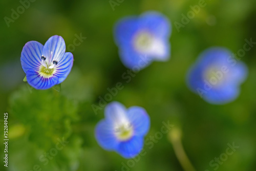 Tiny blue flowers veronica polita. photo