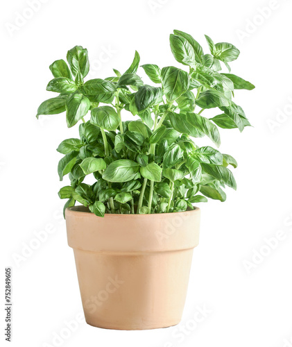 Isolated of basil potted in terracotta plant pot.  Front view