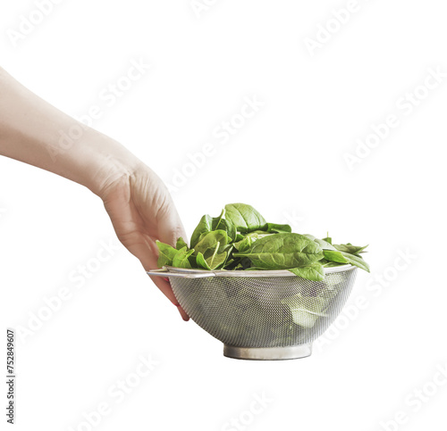 Isolated of woman hand holding metal sieve filled with raw green spinach leaves 