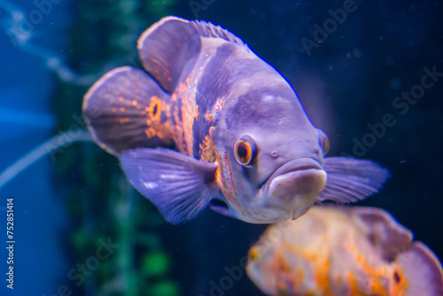 Oscar Fish swimming in the big aquarium. Aquarium Island Café, Bhimtal uttrakhand. Astronotus ocellatus. bubble eyes. The South American “Water Dog”. photo