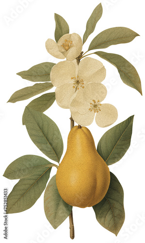 Pear isolated on transparent background old botanical illustration (ID: 752851433)