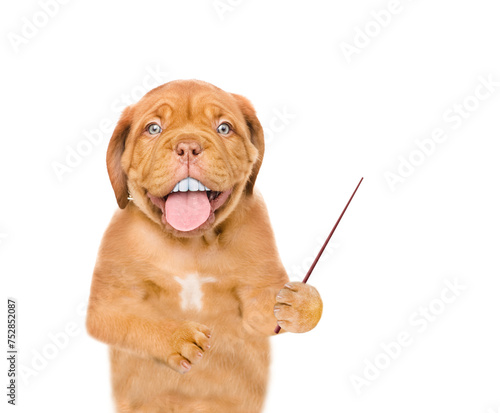 Mastiff puppy with funny big teeth points away on empty space. Isolated on white background