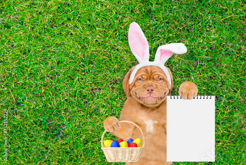 Smiling Mastiff puppy wearing easter rabbits ears holds basket of easter eggs and shows empty list and lies on its back on summer green grass. Top down view. Empty space for text