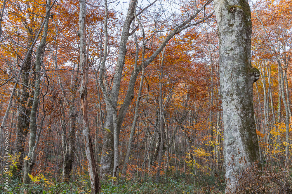 Fototapeta premium 日本 青森県十和田市奥瀬蔦野湯にある湖沼郡、蔦七沼内にある蔦野鳥の森の紅葉
