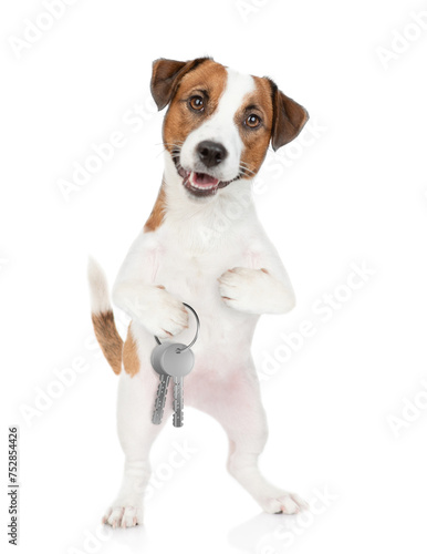 Smart Jack russell terrier puppy holds in his paw keys to a new apartment. Isolated on white background