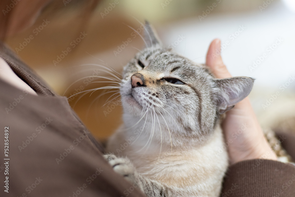 猫を撫でる　シャムトラ猫