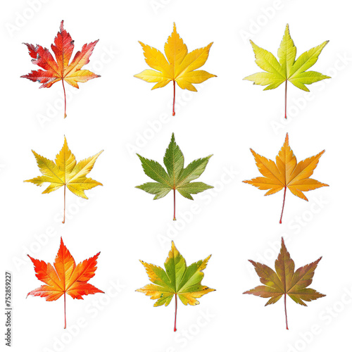 autumn leaves collection isolated on white background