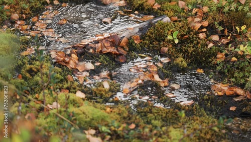 A tiny shallow stream covered with fallen leaves flows through mossy terrain. photo