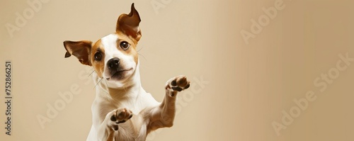 jack russell terrier on light background