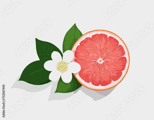 Isolated colored half of juicy pink grapefruit with white flower, green leaf and shadow on white background. Realistic 