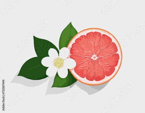 Isolated colored half of juicy pink grapefruit with white flower, green leaf and shadow on white background. Realistic
