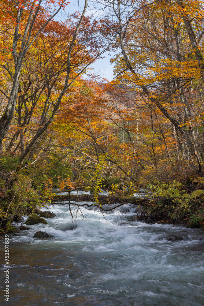 日本　青森県十和田市、十和田湖の子ノ口から焼山まで続く奥入瀬渓流の紅葉