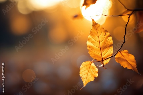 Golden Hour  Warm sunlight casting a golden glow on a leaf  with bokeh lights adding to the ethereal atmosphere.