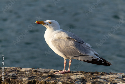 seagull on the rocks
