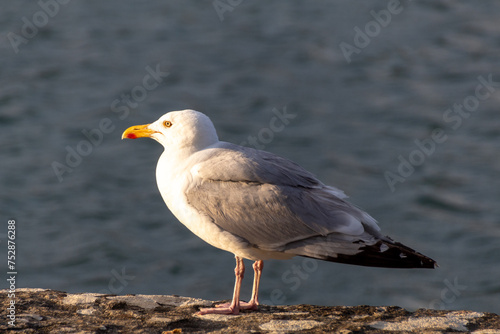 seagull on the rocks
