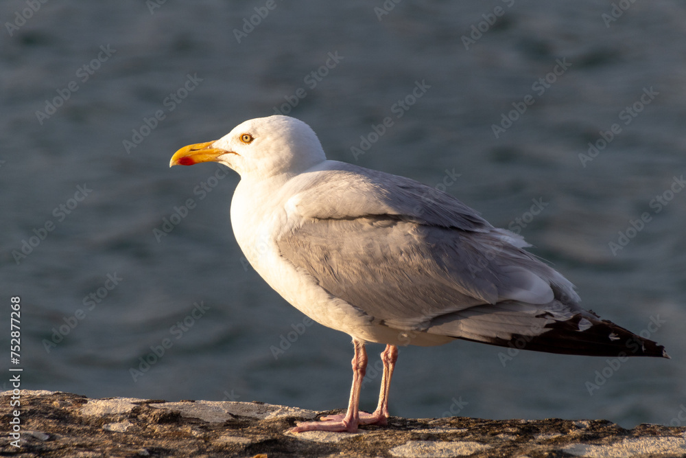 seagull on the rocks seagull on the rocks