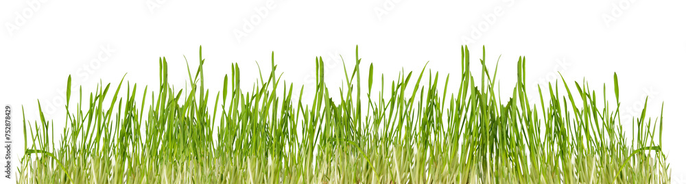 Green grass isolated on transparent background, border png Green grass isolated on transparent background, border png