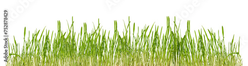 Green grass isolated on transparent background, border png