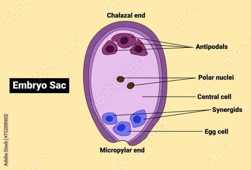 embryo sac of an Angiosperm