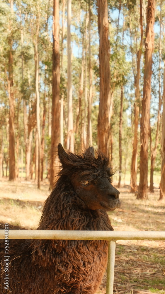 Llama in forest, behind a fence