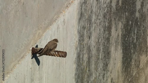 A rock martin (Ptyonoprogne rupestris) rests and cares for its plumage perched on an iron dam structure in a swamp photo