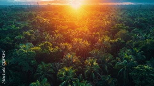 Aerial View of Tropical Forest at Sunset