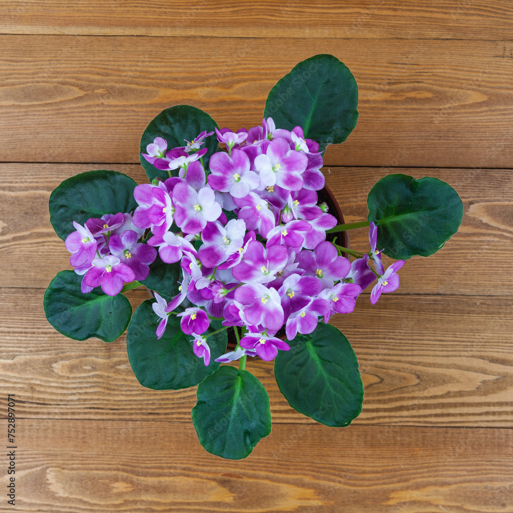 a beautiful purple flower in a pot. ceramic pot. it grows in the ground. blooms in spring. My name is Violet. a bouquet of flowers. top and side view. a beautiful purple flower in a pot. ceramic pot. it grows in the ground. blooms in spring. My name is Violet. a bouquet of flowers. top and side view.