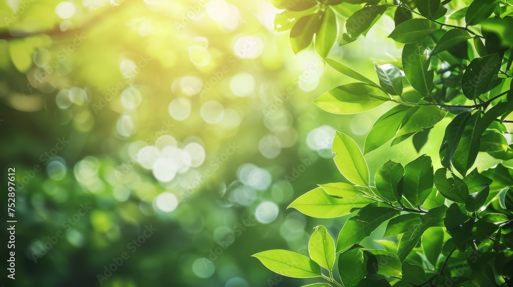 Summer green background poster with tree leaves. Free space for text. Summer green background poster with tree leaves. Free space for text.