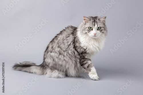 Obraz na płótnie Norwegian Forest Cat sitting in front of grey background