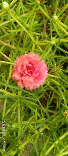 pink rose on grass