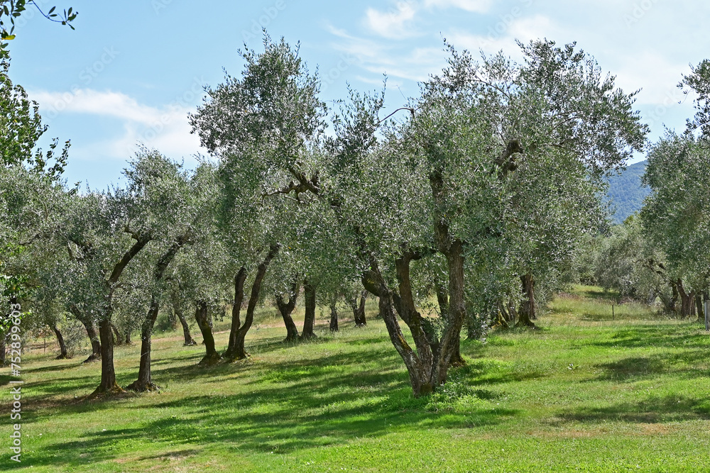 Uliveti  nella campagna di Soriano nel Cimino, Viterbo, Tuscia - Lazio