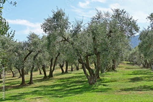 Uliveti nella campagna di Soriano nel Cimino, Viterbo, Tuscia - Lazio