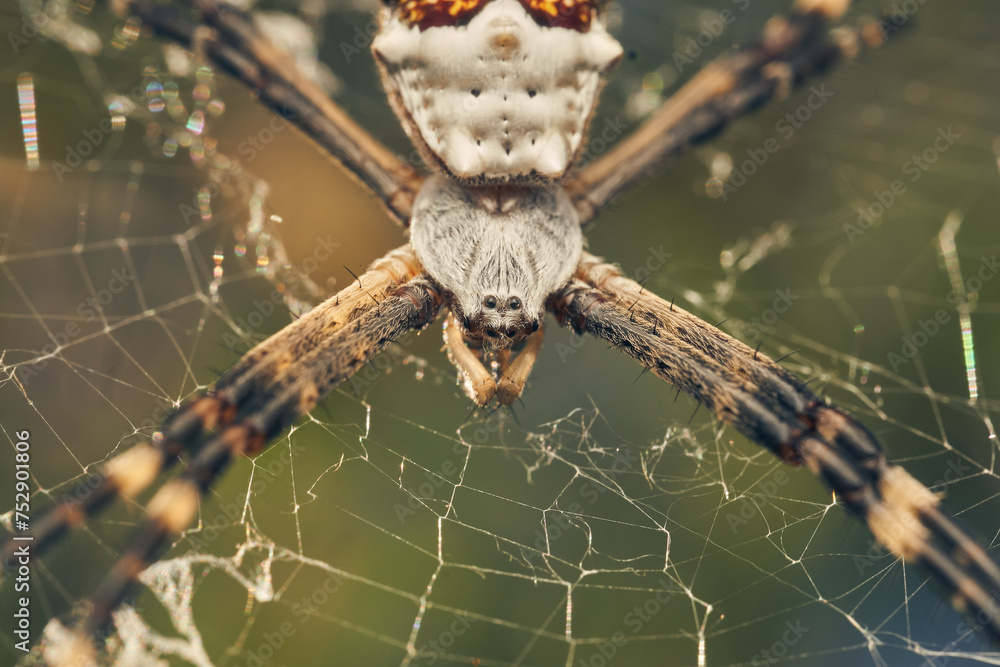 Fototapeta premium A Spider in its web (Argiope argentata)