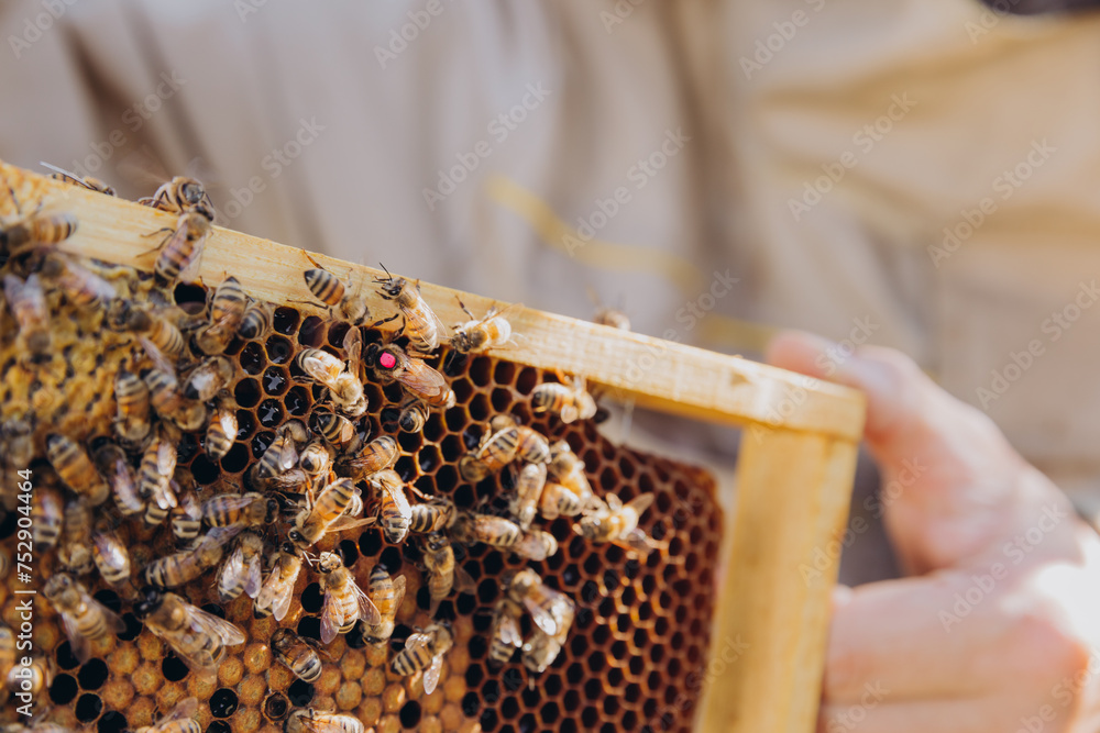 A beekeeper holds a frame with a queen and bees A beekeeper holds a frame with a queen and bees