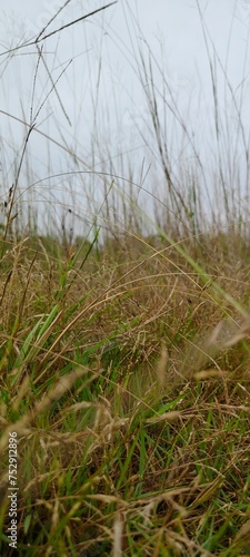 Fototapeta Naklejka Na Ścianę i Meble -  scene of coarse grass in the field