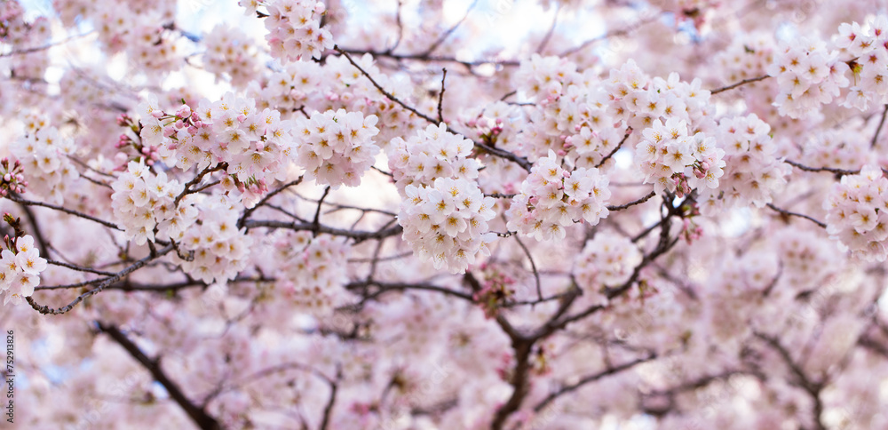 Cherry blossoms in full bloom. Cherry flowers in small clusters blooming on a long hanging branch. Full bloom cherry trees in the background. Shallow depth of field. Yoshino Cherry. Cherry blossoms in full bloom. Cherry flowers in small clusters blooming on a long hanging branch. Full bloom cherry trees in the background. Shallow depth of field. Yoshino Cherry.