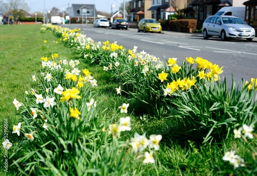 Spring Daffodils in a line adjacent to the road photo