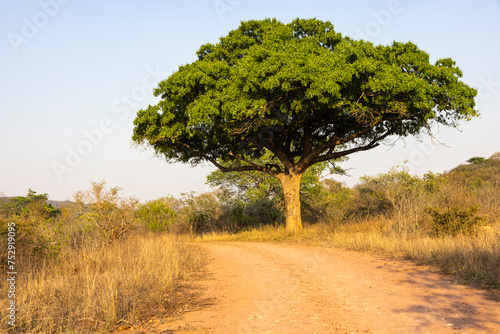 Large tree with green leaves between dry grass next to the gravel road photo