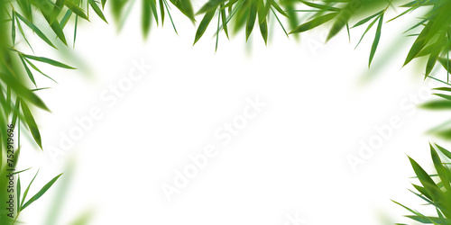 Bamboo green leaves isolated. Floral border element universal © Julia