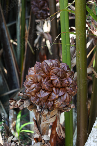 close view of fruit of Nypa fruticans photo