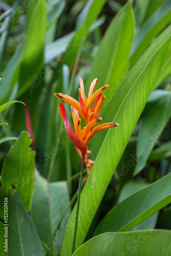 close view of heliconia psittacorum growing in nature photo