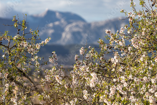 Blossoming almond tree in front of the Serra de Tramuntana mountain range with Puig Major peak, Majorca, Mallorca, Balearic Islands, Spain, Europe