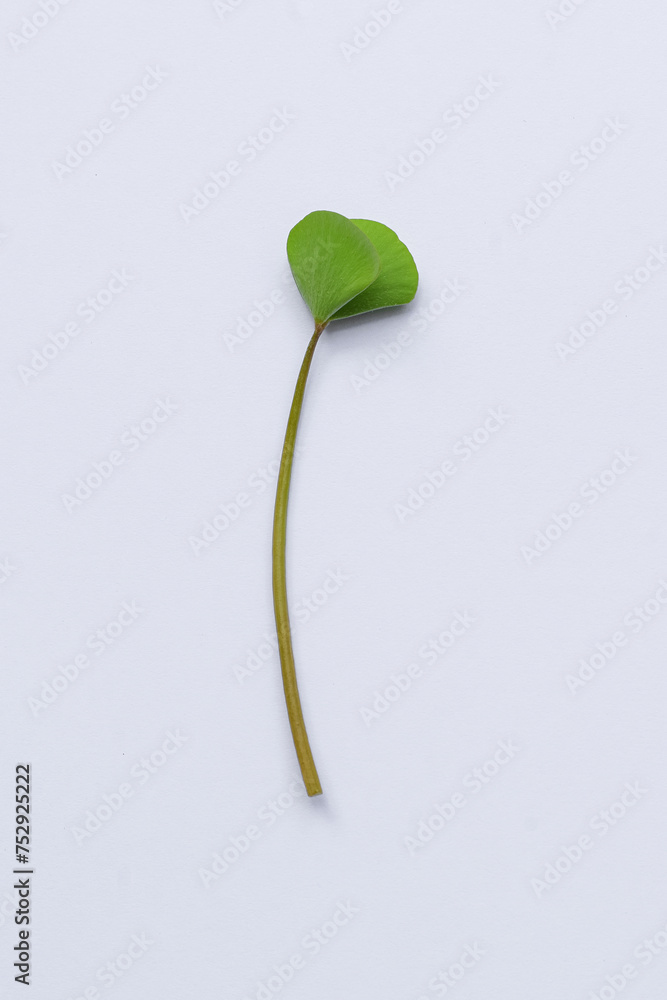Clover leaves on white background Clover leaves on white background