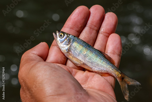 Fototapeta Naklejka Na Ścianę i Meble -  closeup small fish in hand Fish from a river in the forest in Thailand during the summer Beautiful wide-eyed fish with beautiful patterns and colored scales.