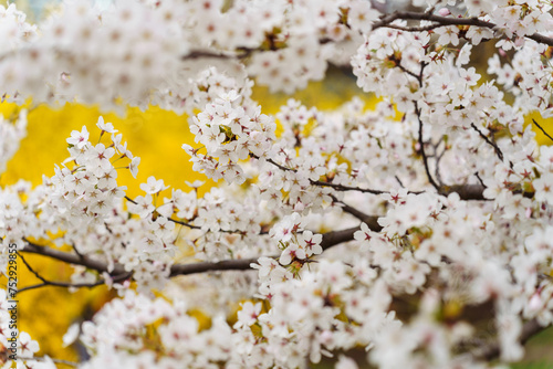 Ornamental white blooming Japanese cherry Prunus yedoensis during flowering in a city park in spring in April. The trees are densely strewn with white flowers photo